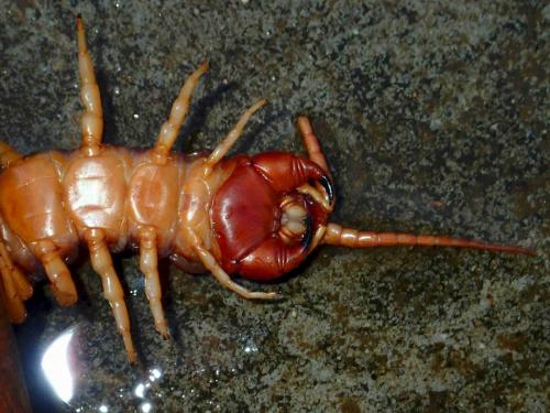 Scolopendra dehaani
